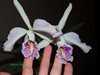 Cattleya maxima var. semi-alba La Pedrena 